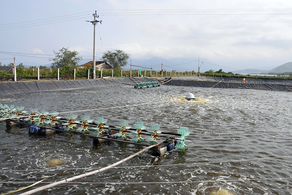 nhung-dieu-can-luu-y-khi-nuoi-tom-trong-thoi-tiet-nang-nong-1